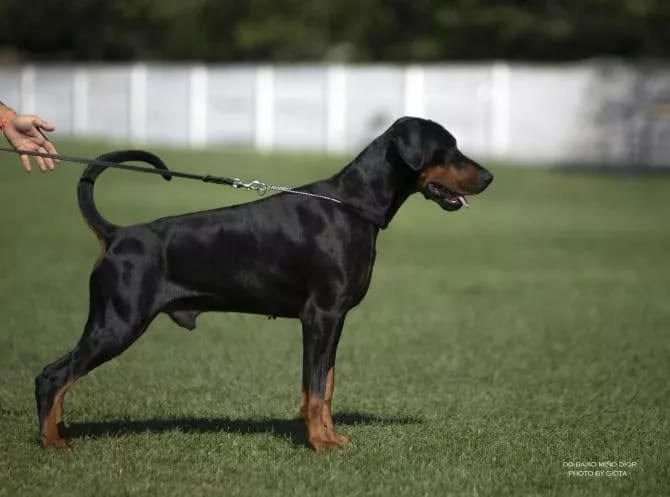 De Baxio minor Dior + Black + Male